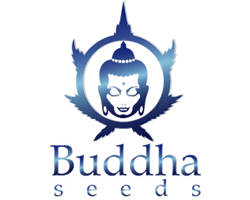 Buddha Seeds Buddha Seeds